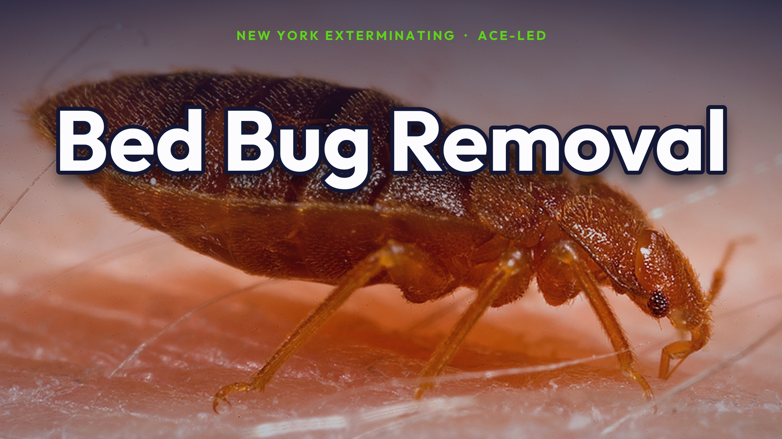 Bed bug removal in NYC — real adult Cimex lectularius bed bug, ACE-led treatment.