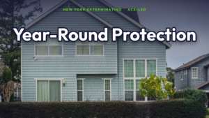 Year-round monthly home pest protection in NYC.