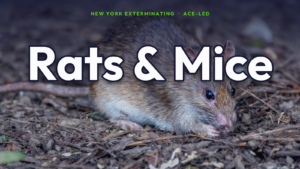 Rat and mouse exterminator in NYC — real brown rat.