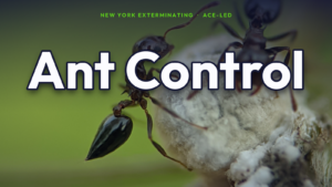 Ant control in NYC — macro of ants.