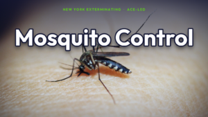Mosquito control in NYC.