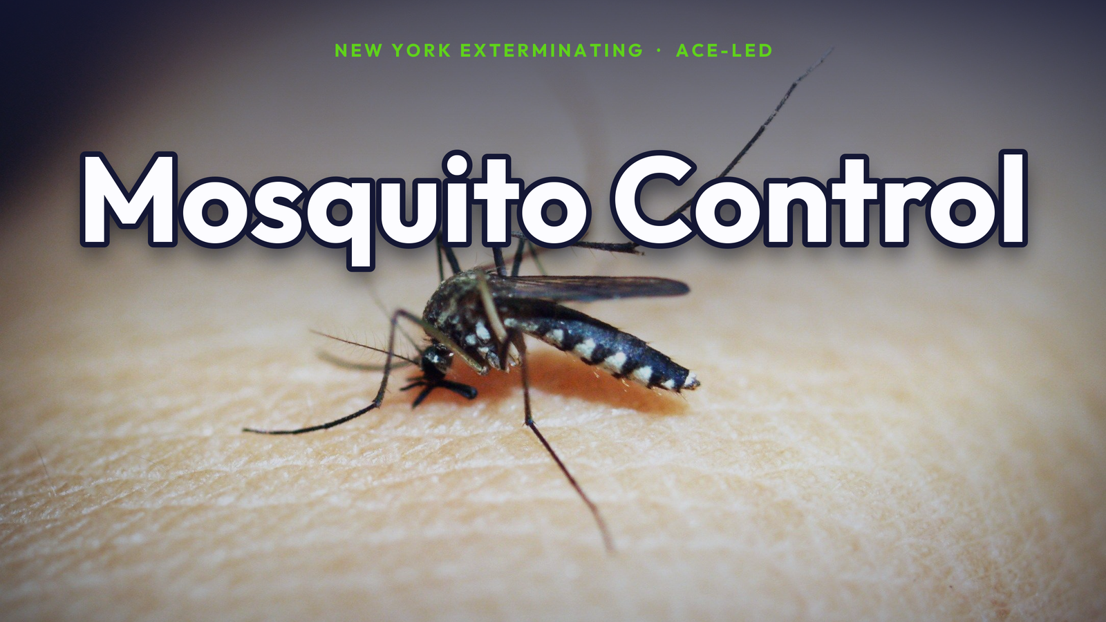 Mosquito control in NYC.