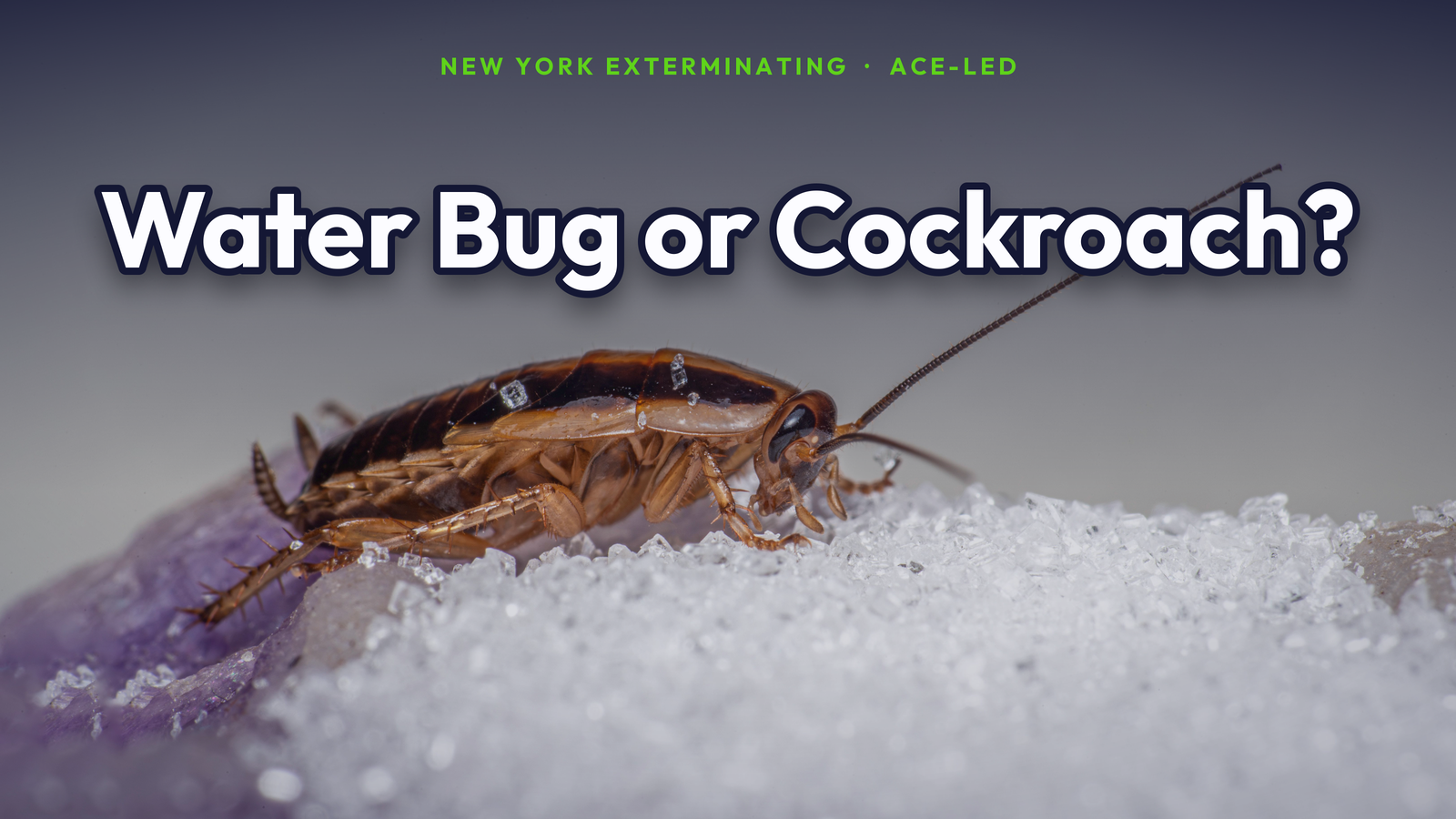 Water bug versus cockroach identification for NYC by New York Exterminating, ACE-led.