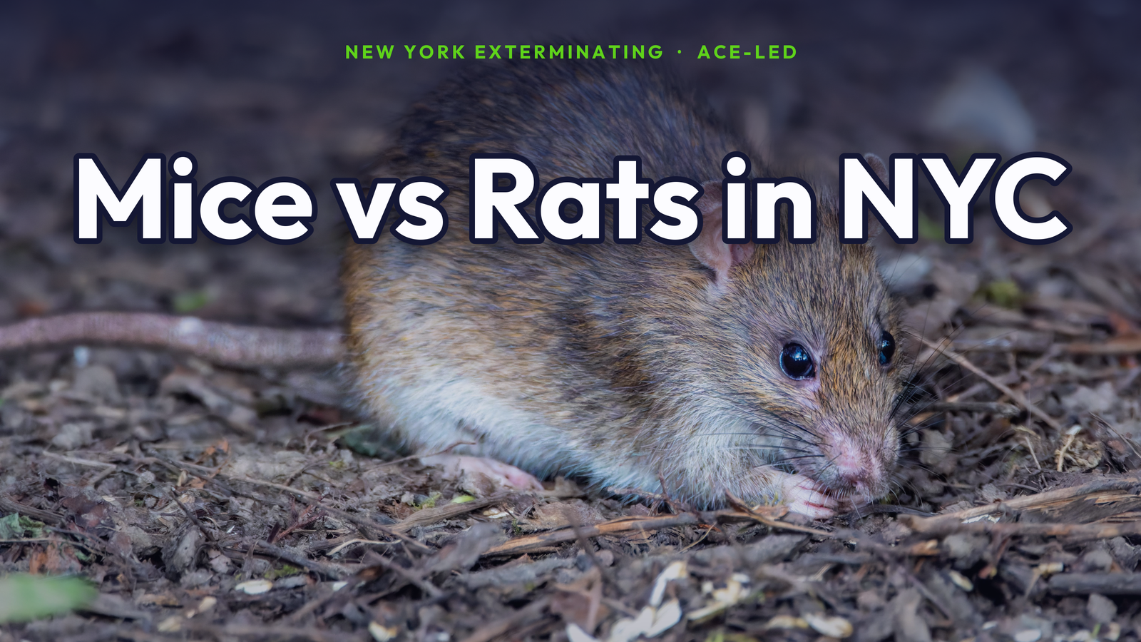 Mice versus rats in NYC: size and feature comparison by New York Exterminating, ACE-led.
