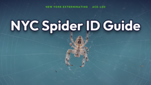 Common NYC spider identification guide by New York Exterminating, ACE-led.