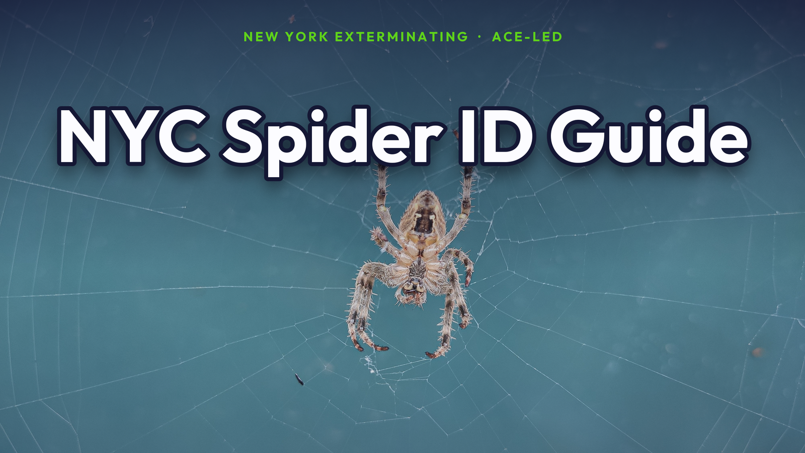 Common NYC spider identification guide by New York Exterminating, ACE-led.