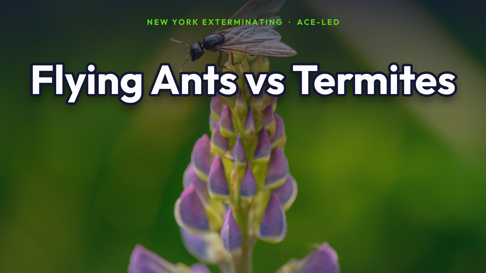 Flying ants versus termite swarmers identification for NYC by New York Exterminating, ACE-led.