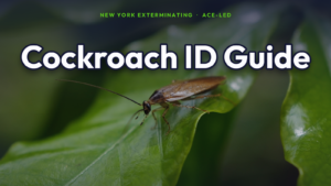 NYC cockroach identification: German, American and Oriental cockroach guide by New York Exterminating.