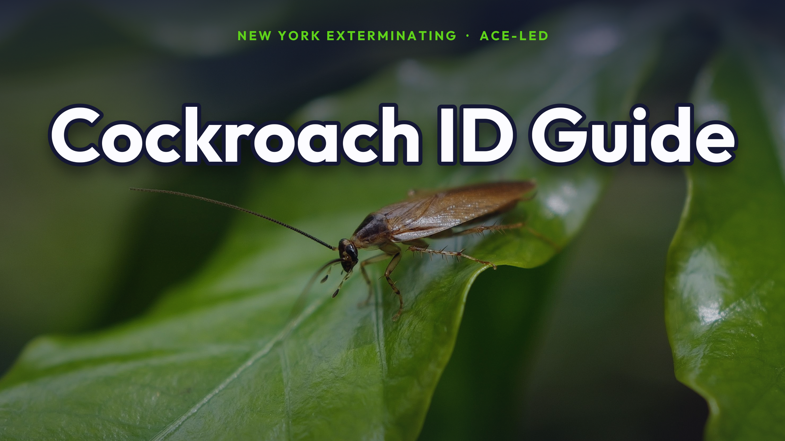 NYC cockroach identification: German, American and Oriental cockroach guide by New York Exterminating.