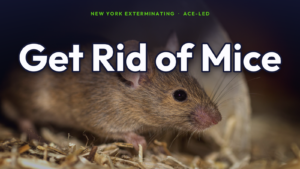 How to get rid of mice in a NYC rental, guidance from New York Exterminating, ACE-led.