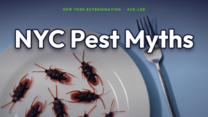 Common NYC pest control myths versus facts, explained by New York Exterminating, ACE-led.
