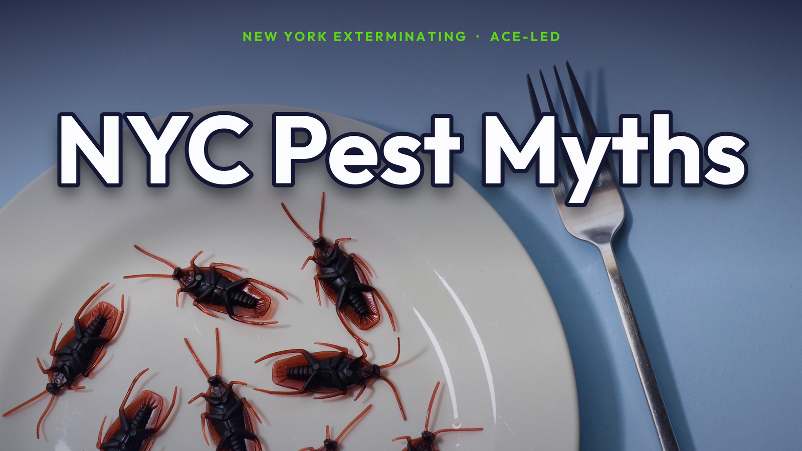 Common NYC pest control myths versus facts, explained by New York Exterminating, ACE-led.