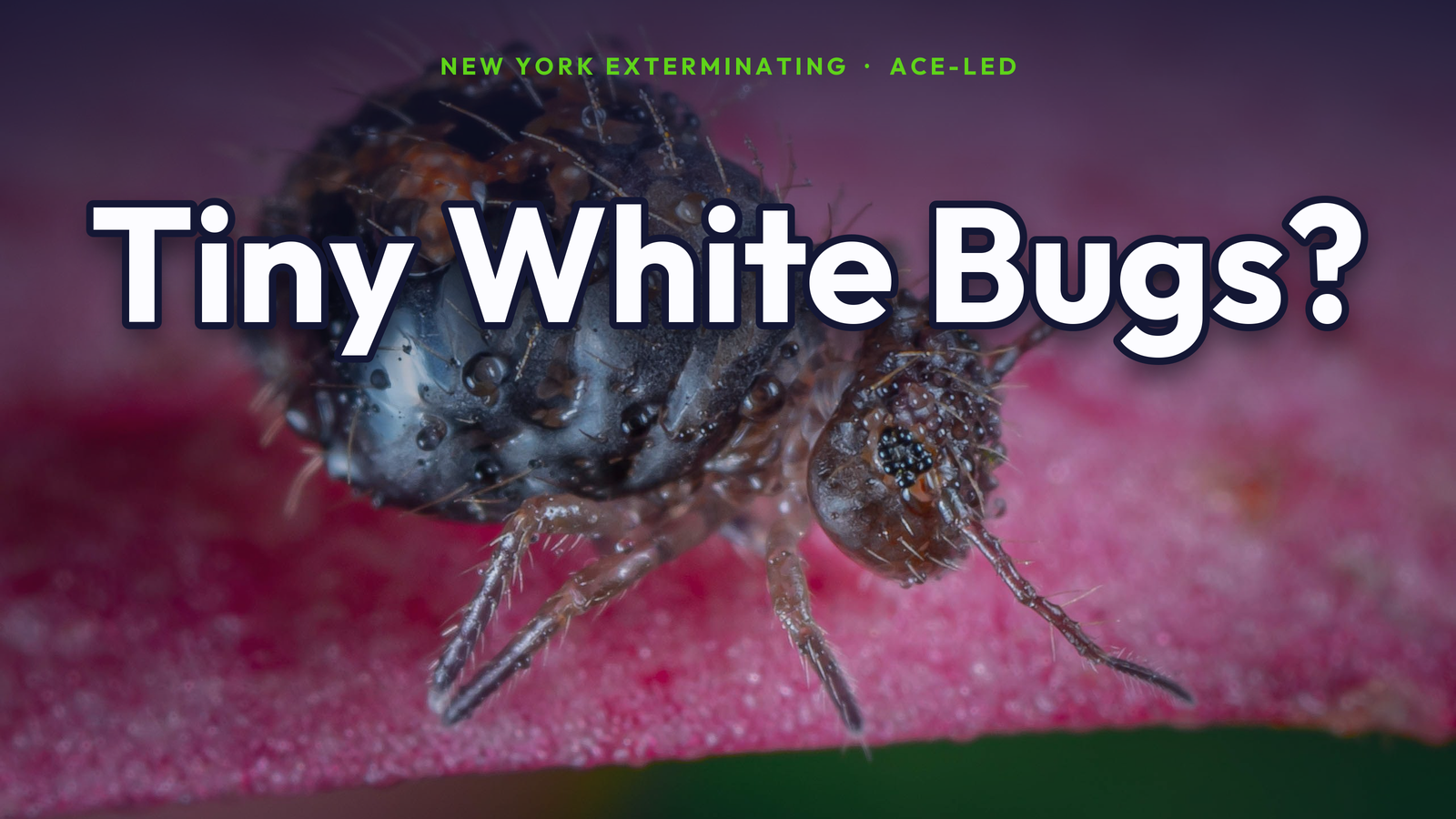 Tiny white bugs identification guide for NYC homes by New York Exterminating, ACE-led.