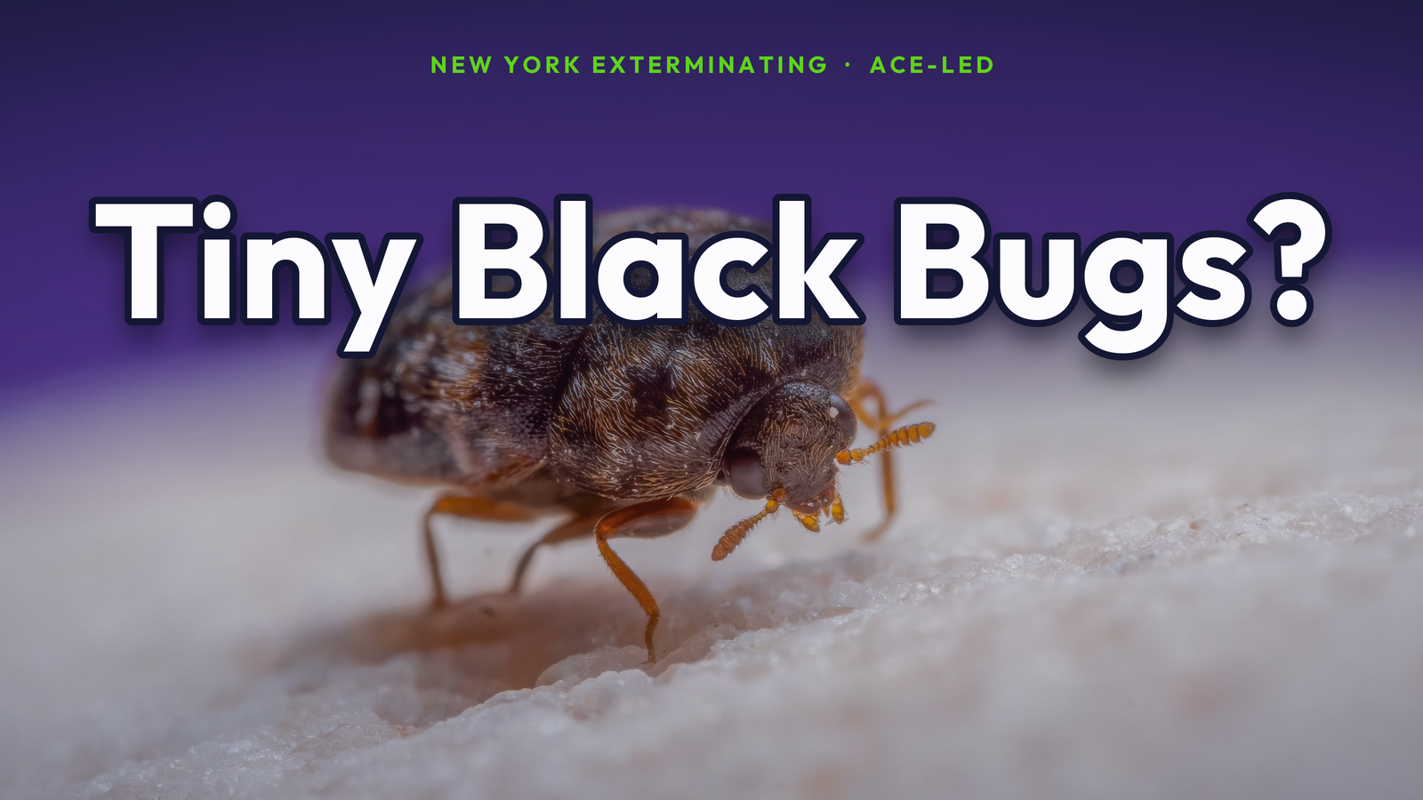 Tiny black bugs identification guide for NYC homes by New York Exterminating, ACE-led.