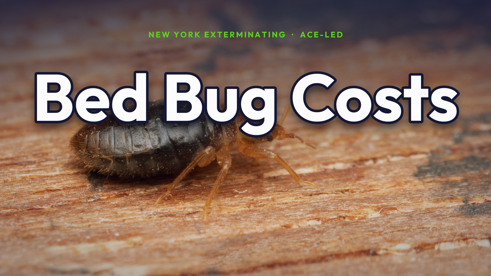 Bed Bug Costs — NYC bed bug treatment pricing guide by an Associate Certified Entomologist (ACE).
