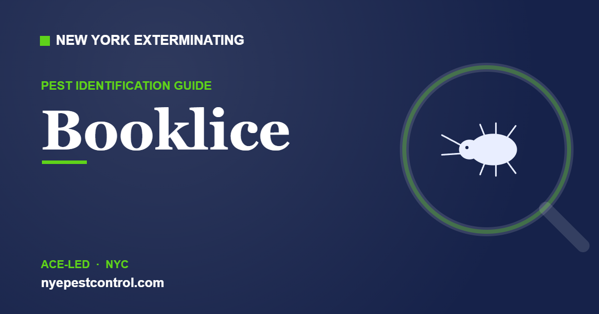 Illustrated guide: Booklice