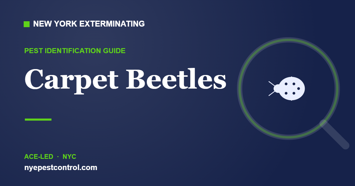 Illustrated guide: Carpet Beetles — New York Exterminating