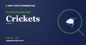 Illustrated guide: Crickets
