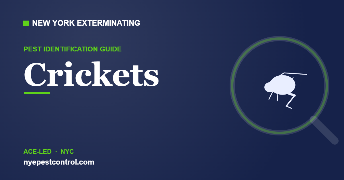 Illustrated guide: Crickets