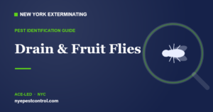 Illustrated guide: Drain & Fruit Flies — New York Exterminating