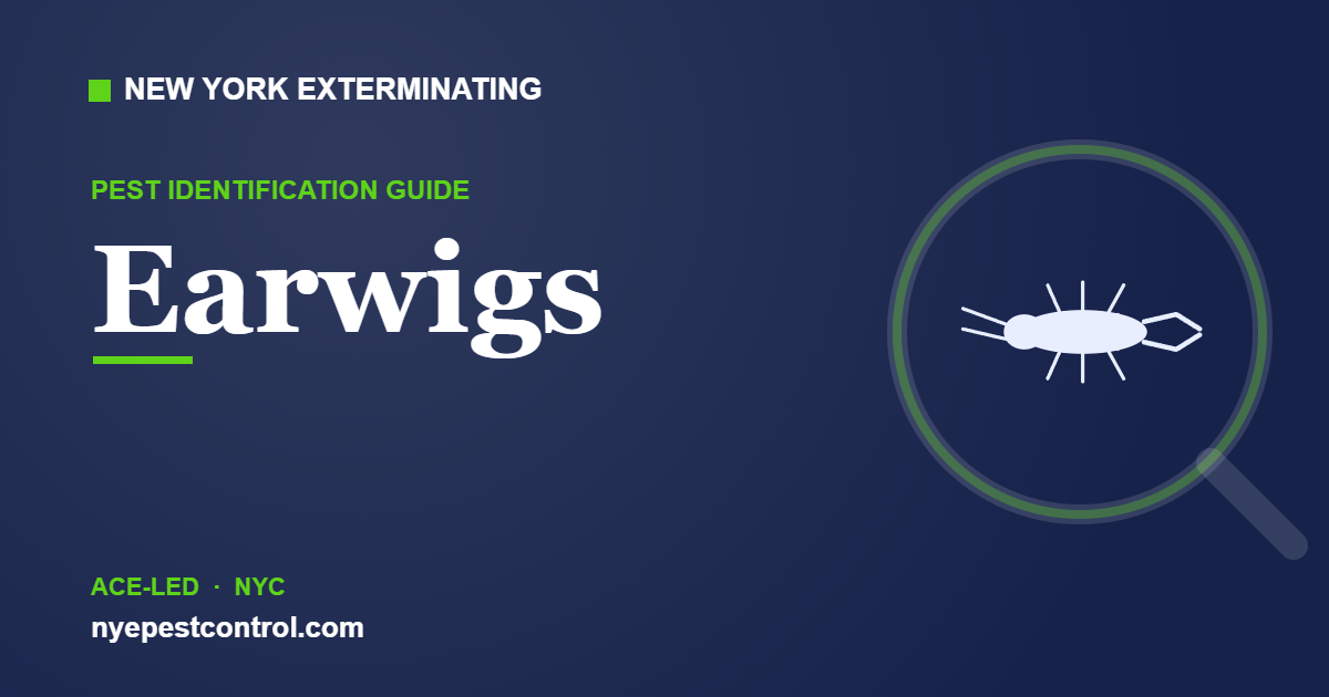 Illustrated guide: Earwigs