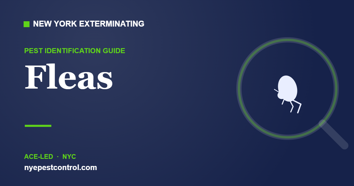 Illustrated guide: Fleas — New York Exterminating
