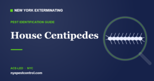 Illustrated guide: House Centipedes — New York Exterminating