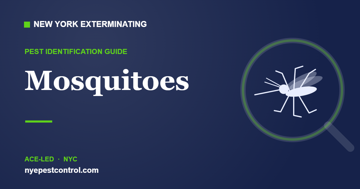 Illustrated guide: Mosquitoes — New York Exterminating