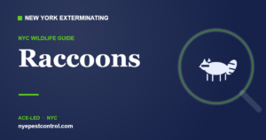 Illustrated guide: Raccoons — New York Exterminating