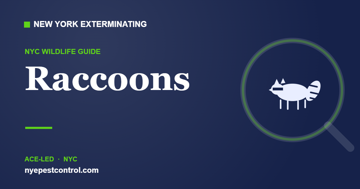 Illustrated guide: Raccoons — New York Exterminating