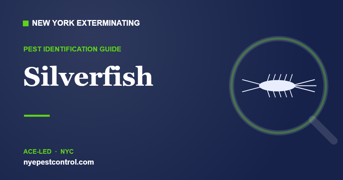 Illustrated guide: Silverfish — New York Exterminating