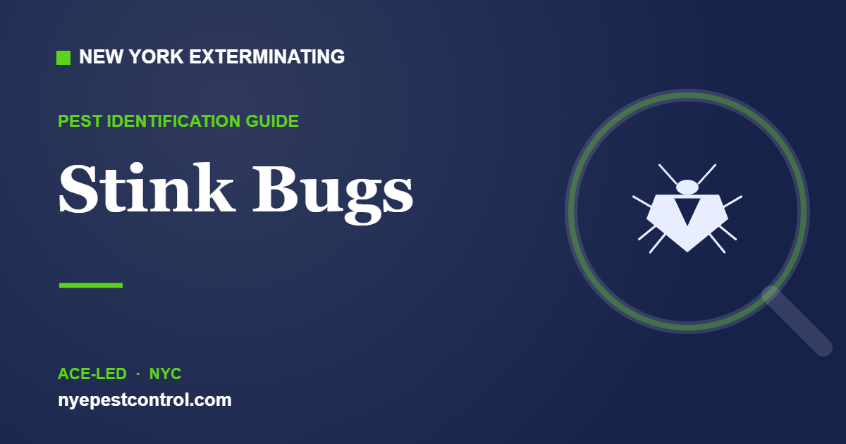 Illustrated guide: Stink Bugs — New York Exterminating