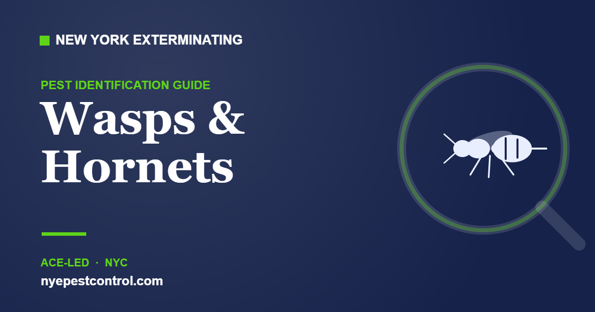 Illustrated guide: Wasps & Hornets — New York Exterminating