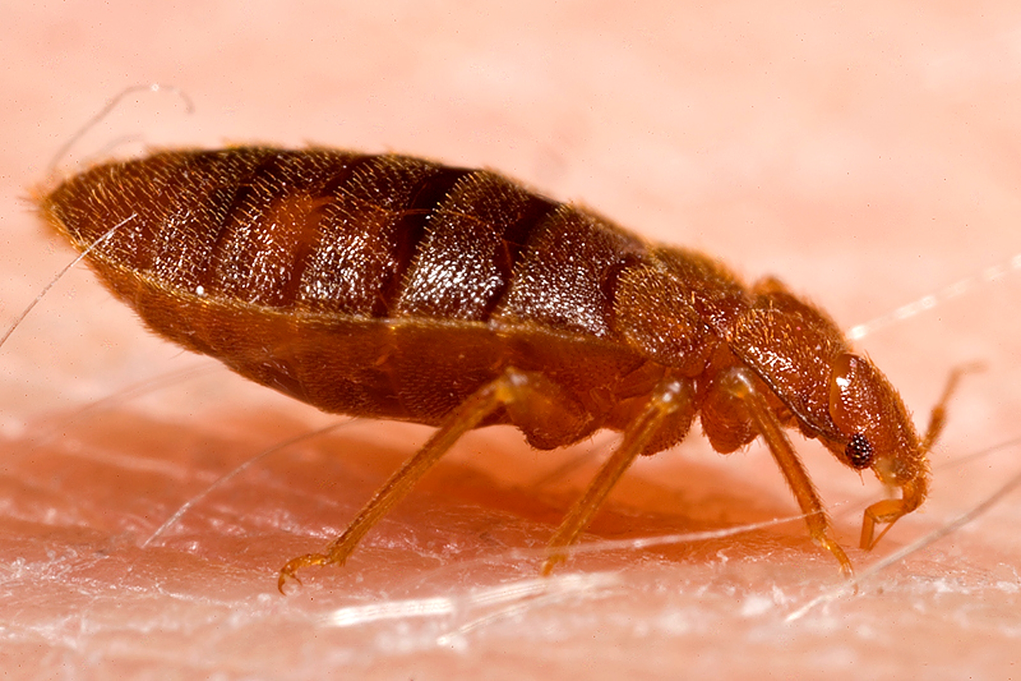 Live adult bed bug, Cimex lectularius (actual size about 5 mm)