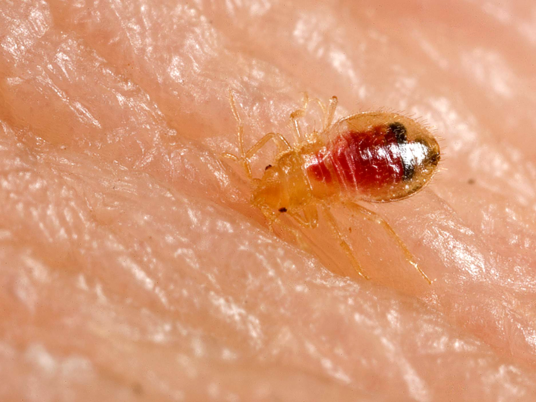 Bed bug nymph, Cimex lectularius — a juvenile and a sign of a growing infestation