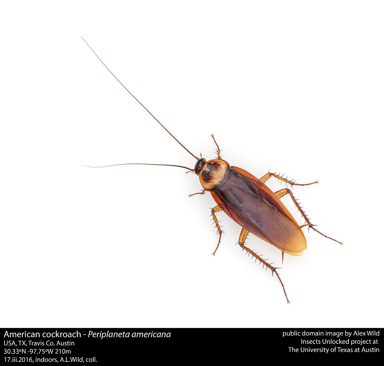 Adult American cockroach (Periplaneta americana), reddish-brown with a pale band behind the head