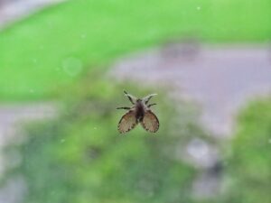 Drain fly (moth fly, family Psychodidae) with fuzzy, moth-like wings held roof-like over the body