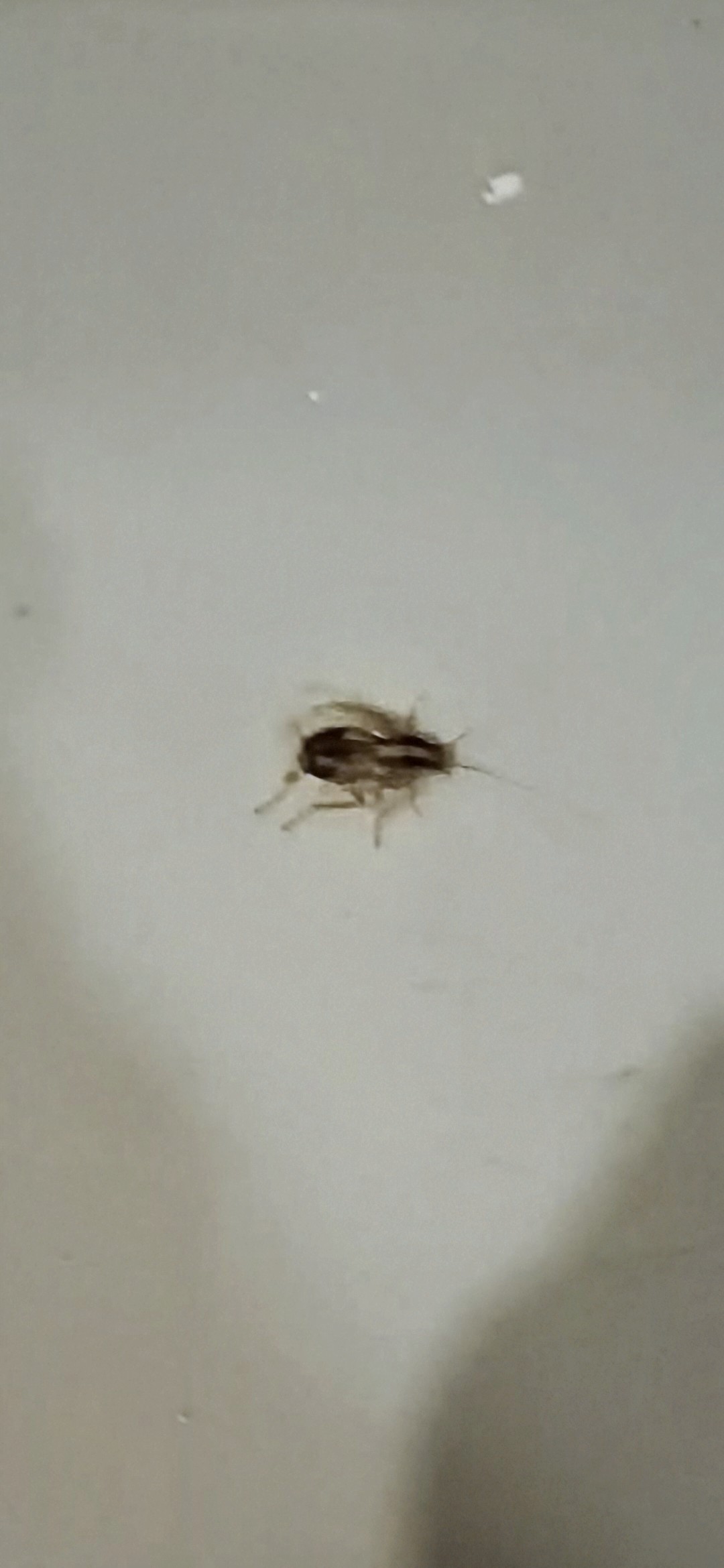 German cockroach nymph (Blattella germanica) found indoors, dark body with a pale stripe down the back