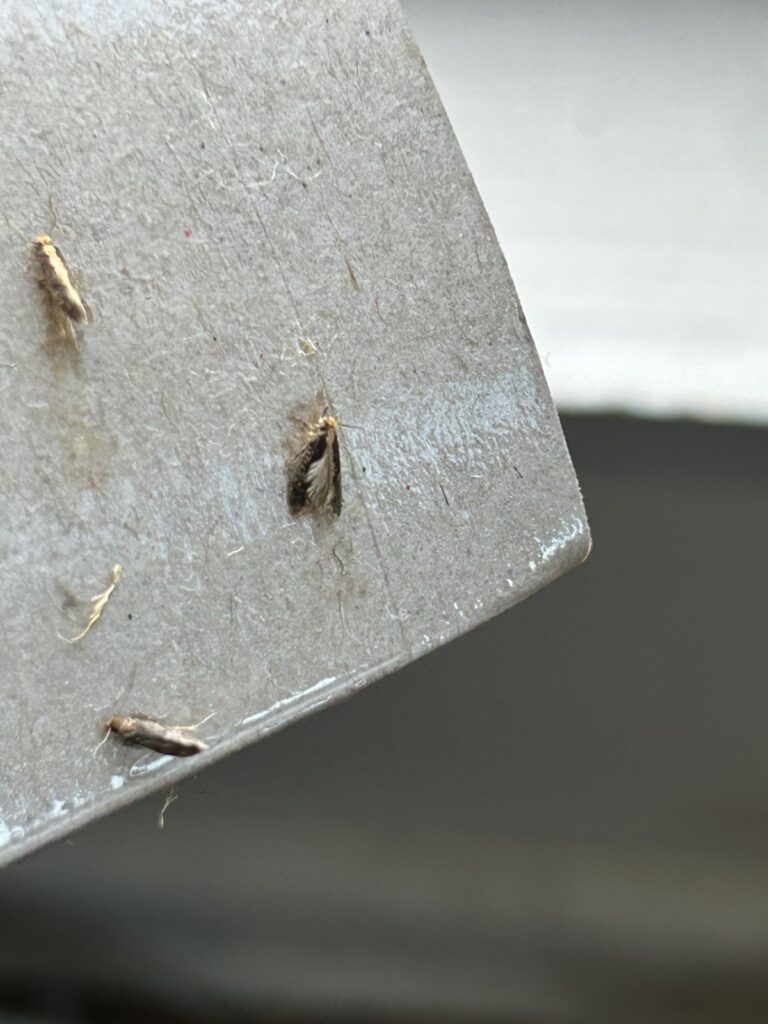 Bird's nest moth stuck in the corner of a clothes moth sticky trap
