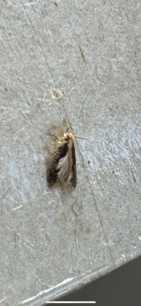 Close-up of a bird's nest moth on a sticky moth trap surface