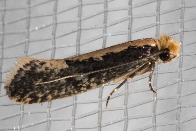 Close-up of a bird's nest moth (Monopis) with yellow head and dark mottled wings