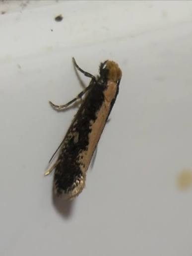 Bird's nest moth (Monopis) with dark wings and a pale stripe, common in NYC moth traps