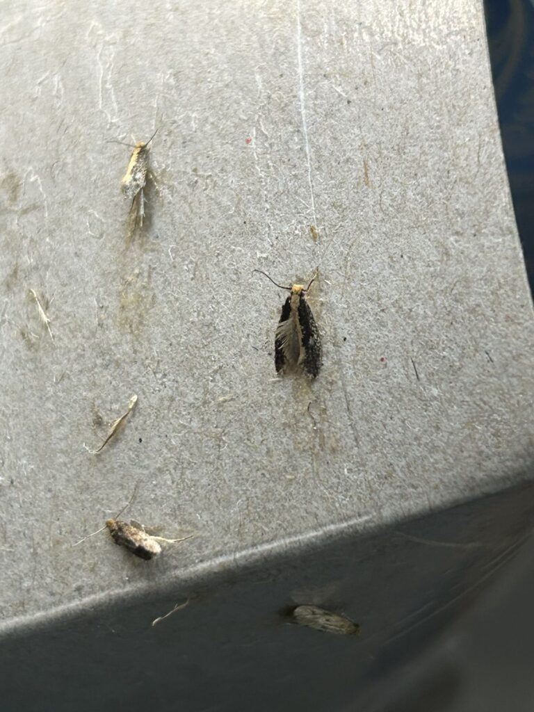 Bird's nest moth caught on a clothes moth pheromone trap in New York City