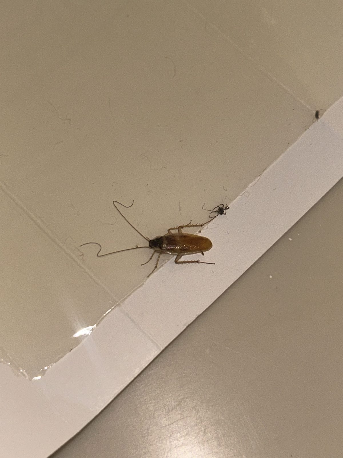 Brown-banded cockroach on a glue trap in a 12th-floor Midtown Manhattan apartment
