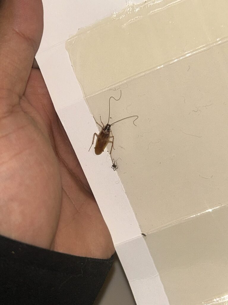 Brown-banded cockroach on a glue board showing a dark pronotum without the two parallel stripes of a German cockroach