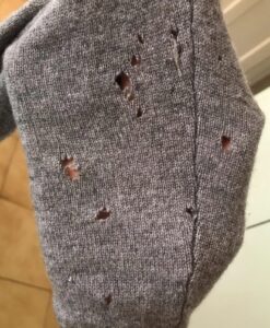 Gray cashmere sweater with multiple holes from clothes moth larvae