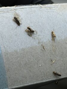 Dr. Killigan's clothes moth trap from an NYC home, catch dominated by bird's nest moths