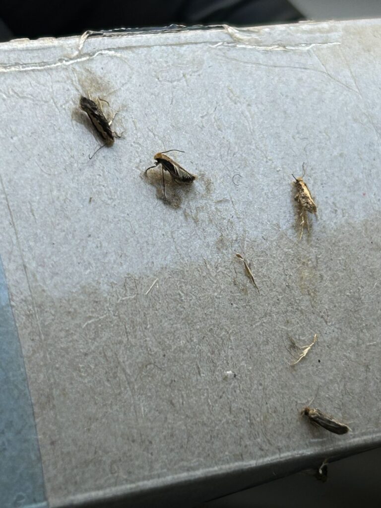 Dr. Killigan's clothes moth trap from an NYC home, catch dominated by bird's nest moths