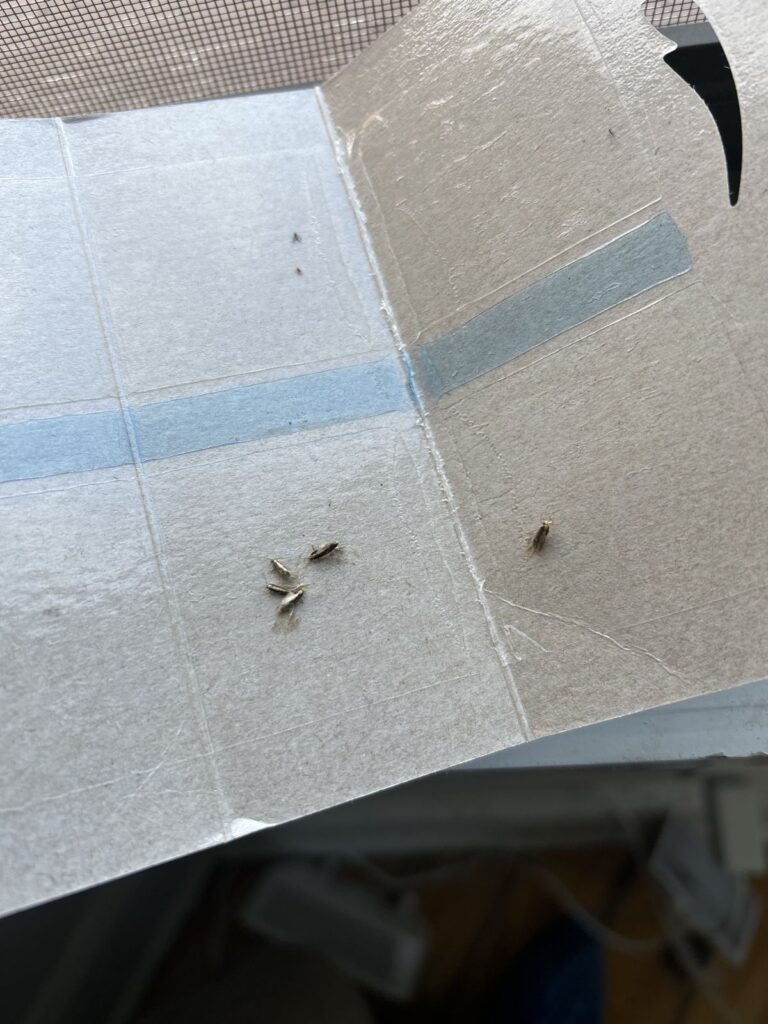 Dr. Killigan's moth trap placed on an NYC apartment window sill with moths caught