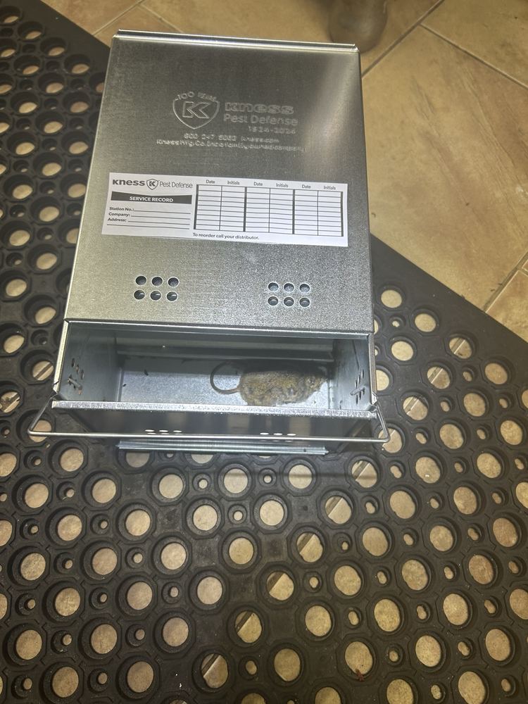 House mouse caught in a multiple-catch trap during an NYE commercial kitchen service